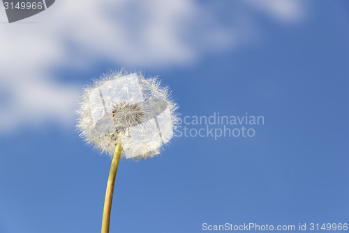 Image of dandelion blue sky