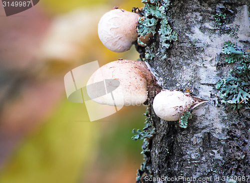 Image of Tinder fungus grows on birch.