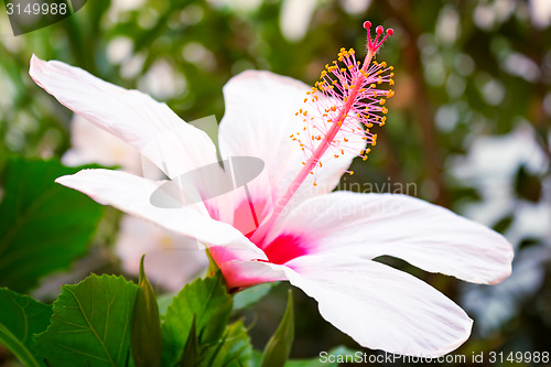 Image of Beautiful large pink and white hibiscus flower.