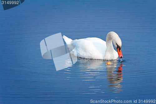 Image of White Swan on blue water of the lake.