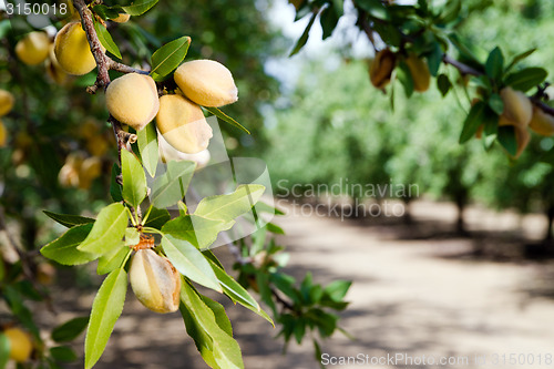 Image of Almond Nuts Tree Farm Agriculture Food Production Orchard Califo