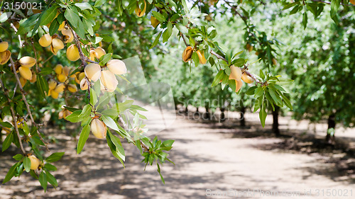 Image of Almond Nuts Tree Farm Agriculture Food Production Orchard Califo