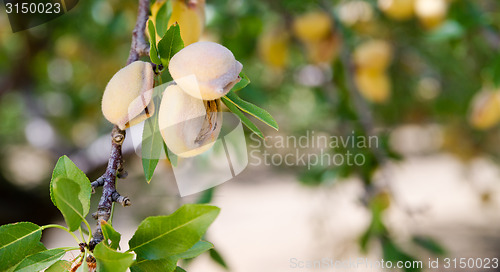 Image of Almond Nuts Tree Farm Agriculture Food Production Orchard Califo