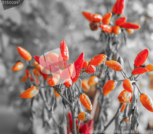 Image of Chili Pepper