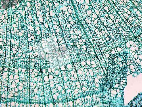 Image of Tilia stem micrograph