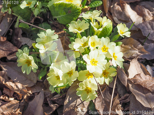 Image of Primula flower