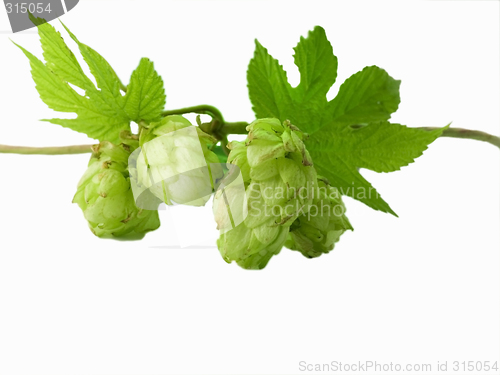 Image of hop