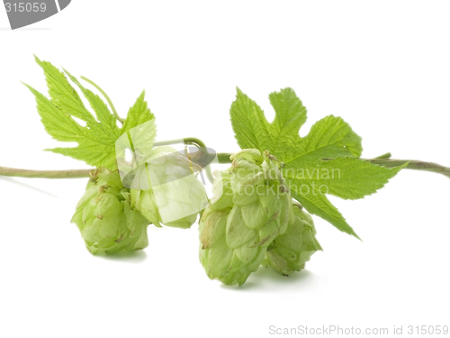 Image of hop