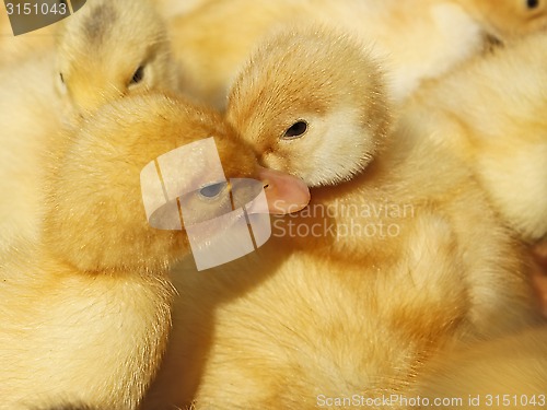 Image of Two small ducklings in herds