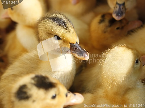 Image of Small ducklings in herds