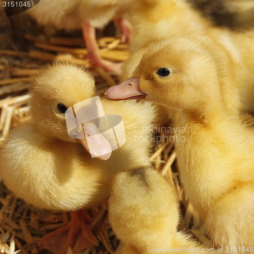 Image of Small ducklings on the straw