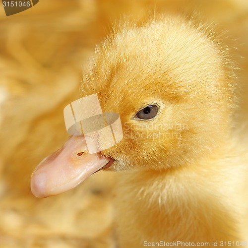 Image of Funny small yellow duckling 