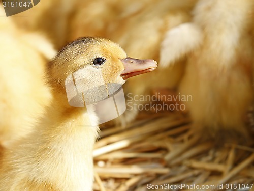 Image of One funny yellow duckling