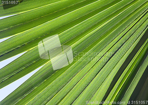 Image of Palm leaf in back light