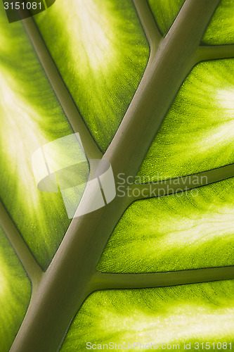 Image of Palm leaf in back light