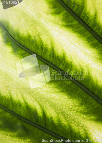 Image of Palm leaf in back light