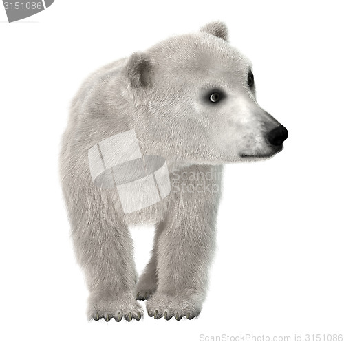 Image of Baby Polar Bear