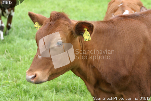 Image of Calf