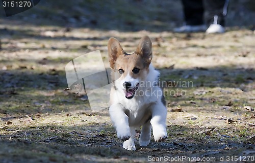 Image of running puppy