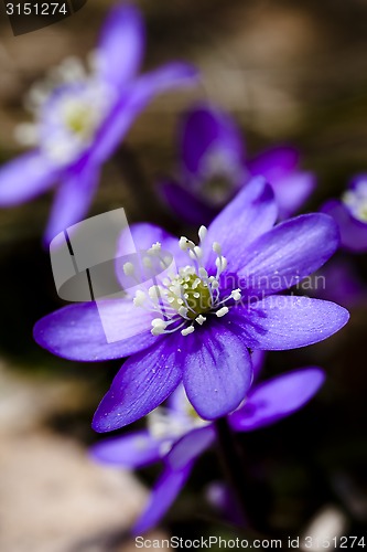 Image of hepatica