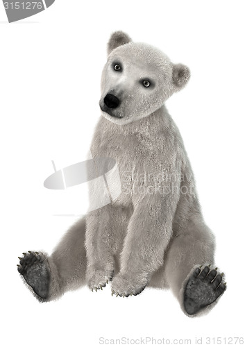 Image of Baby Polar Bear