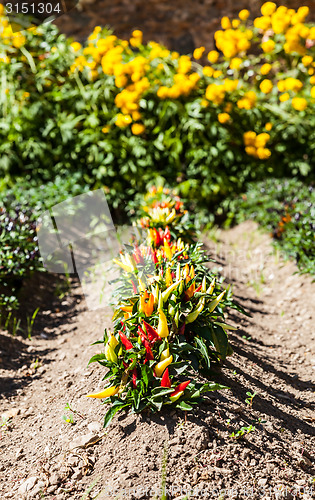 Image of Hot peppers plant