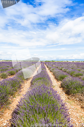 Image of Lavander field