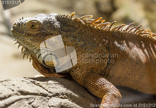 Image of Green Iguana