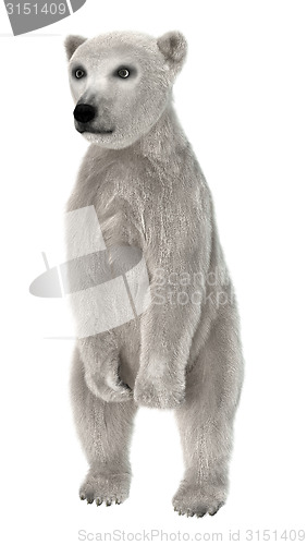 Image of Polar Bear