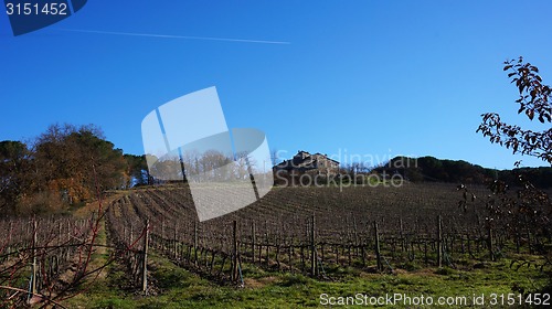 Image of Wineyard in the winter 