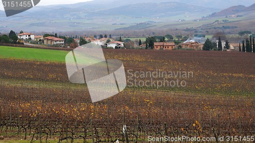 Image of Wineyard in the winter 		