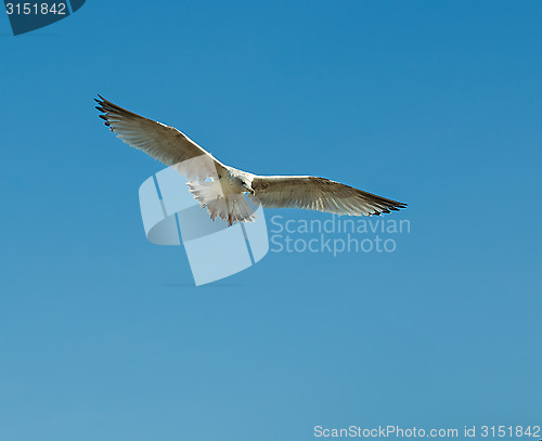 Image of Herring Gull