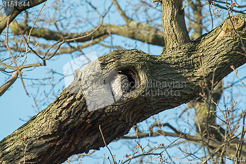 Image of Little Owl Roosting