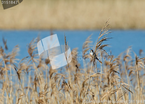 Image of Bearded Tit Male