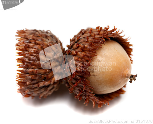 Image of Acorn isolated on white background