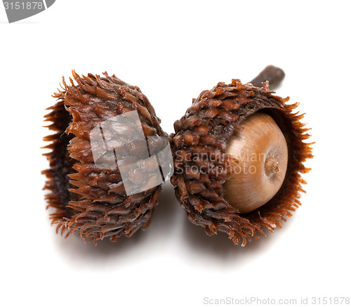 Image of Acorn on white background. Close-up view. 