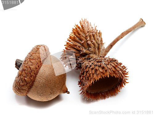 Image of Acorns isolated on white background