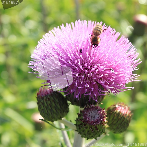 Image of Thistle flower