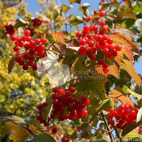 Image of Nature in Poland