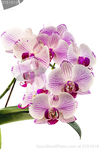 Image of Blooming pink orchid.