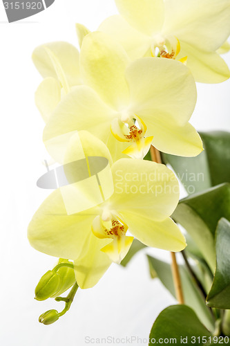 Image of Yellow orchid (Phalaenopsis) close-up.