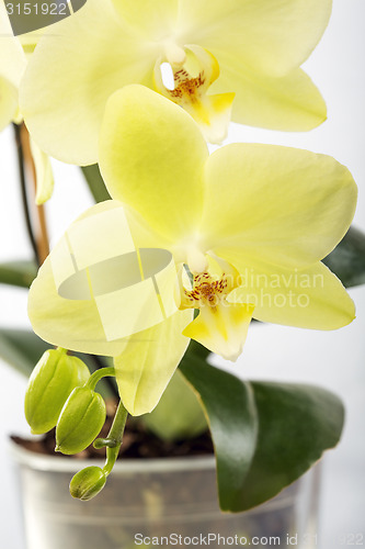 Image of Blooming yellow orchid.