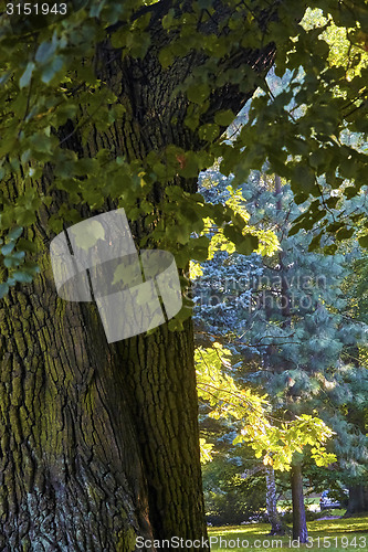 Image of Autumnal trees  