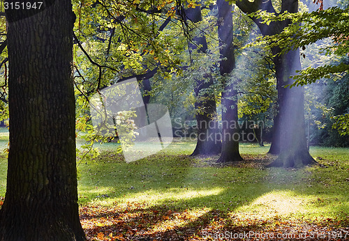 Image of Autumnal trees  