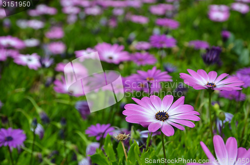 Image of Pink daisy in focus