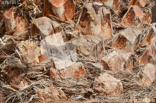 Image of Palm tree trunk detail