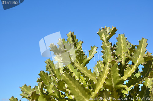 Image of Sunlit cactus plant