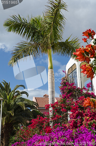 Image of Tropical flower dream