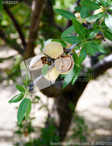 Image of Almond Nuts Tree Farm Agriculture Food Production Orchard Califo