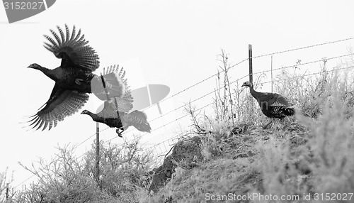 Image of Pheasant Fly Attempting Escape Large Game Brid Winter Landscape